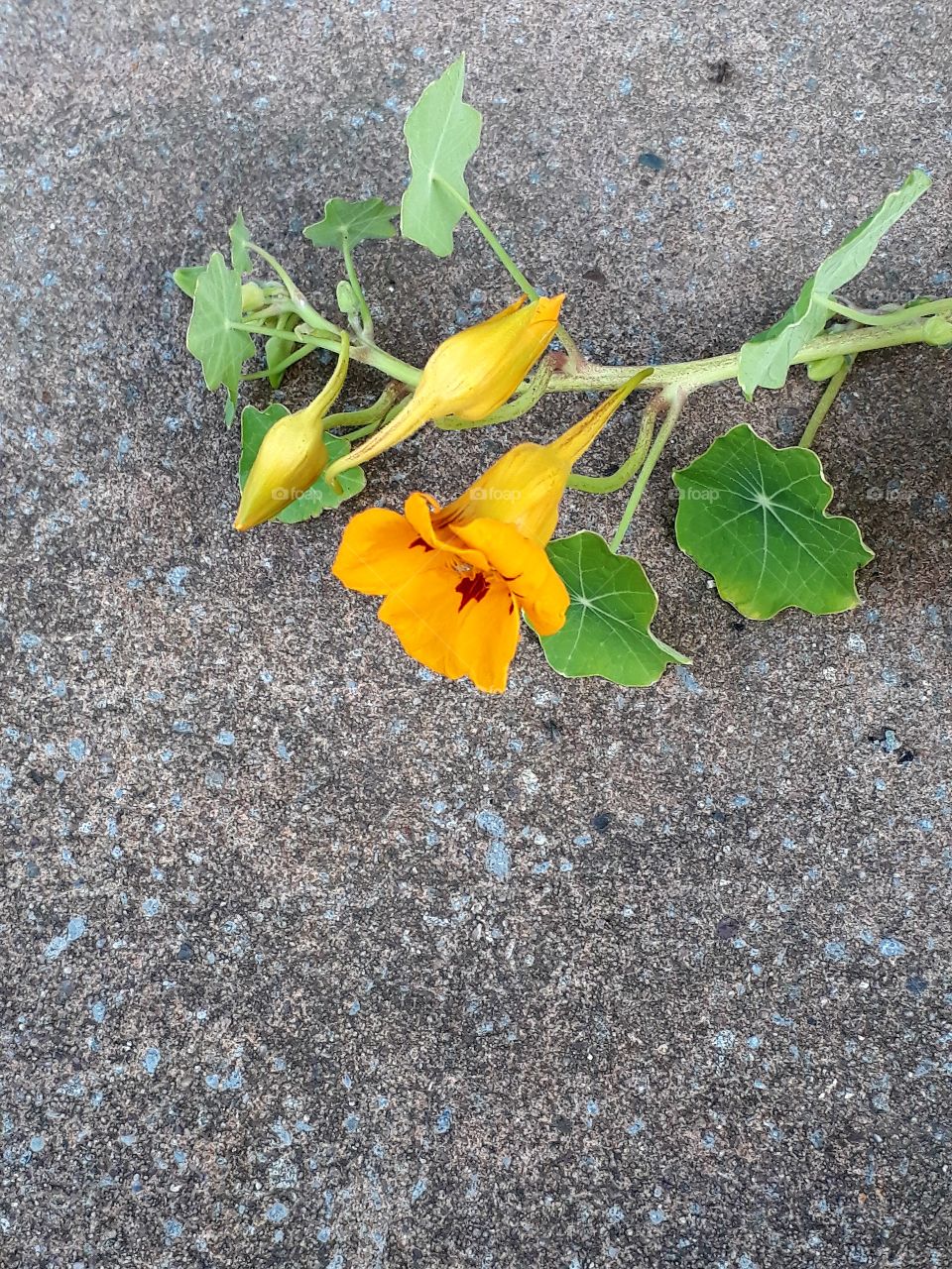 nasturtium