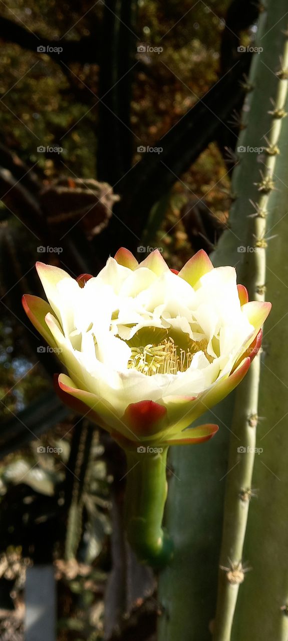 Cereus hexagonus