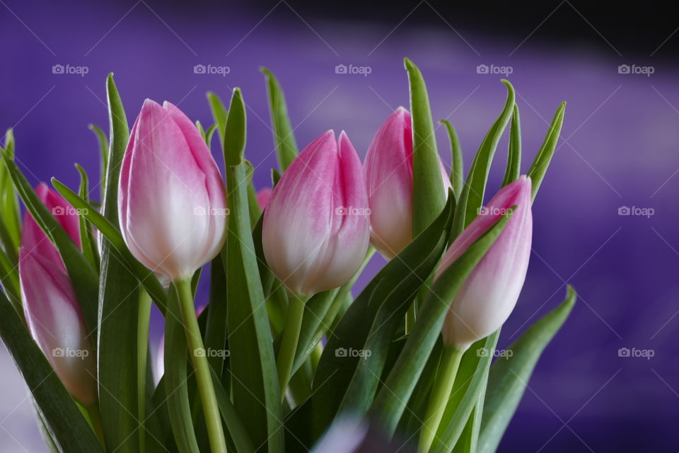 Pink Tulips in Close-up