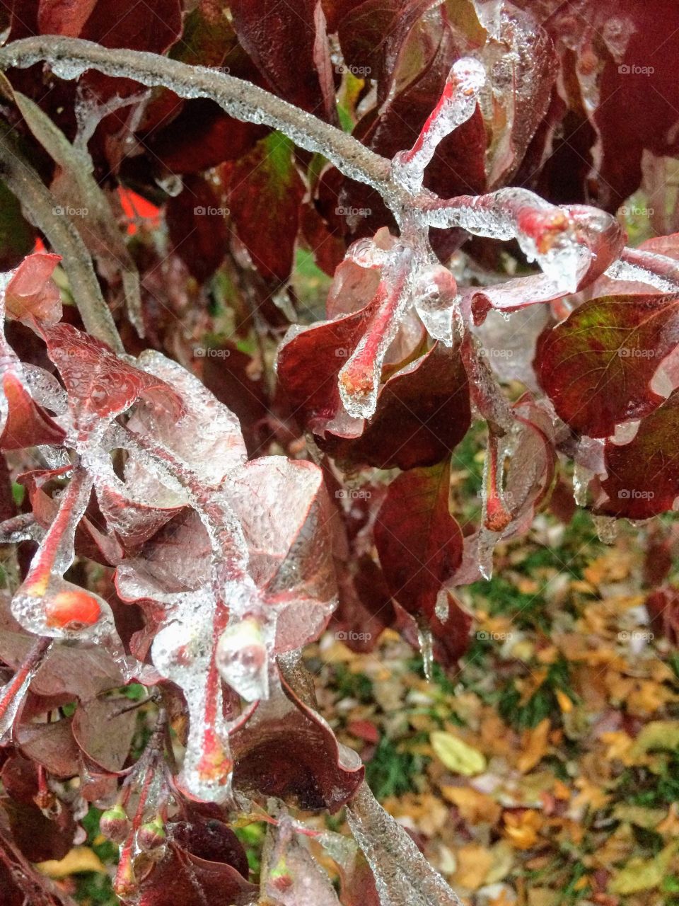 After and Icestorm and work I noticed this on a tree