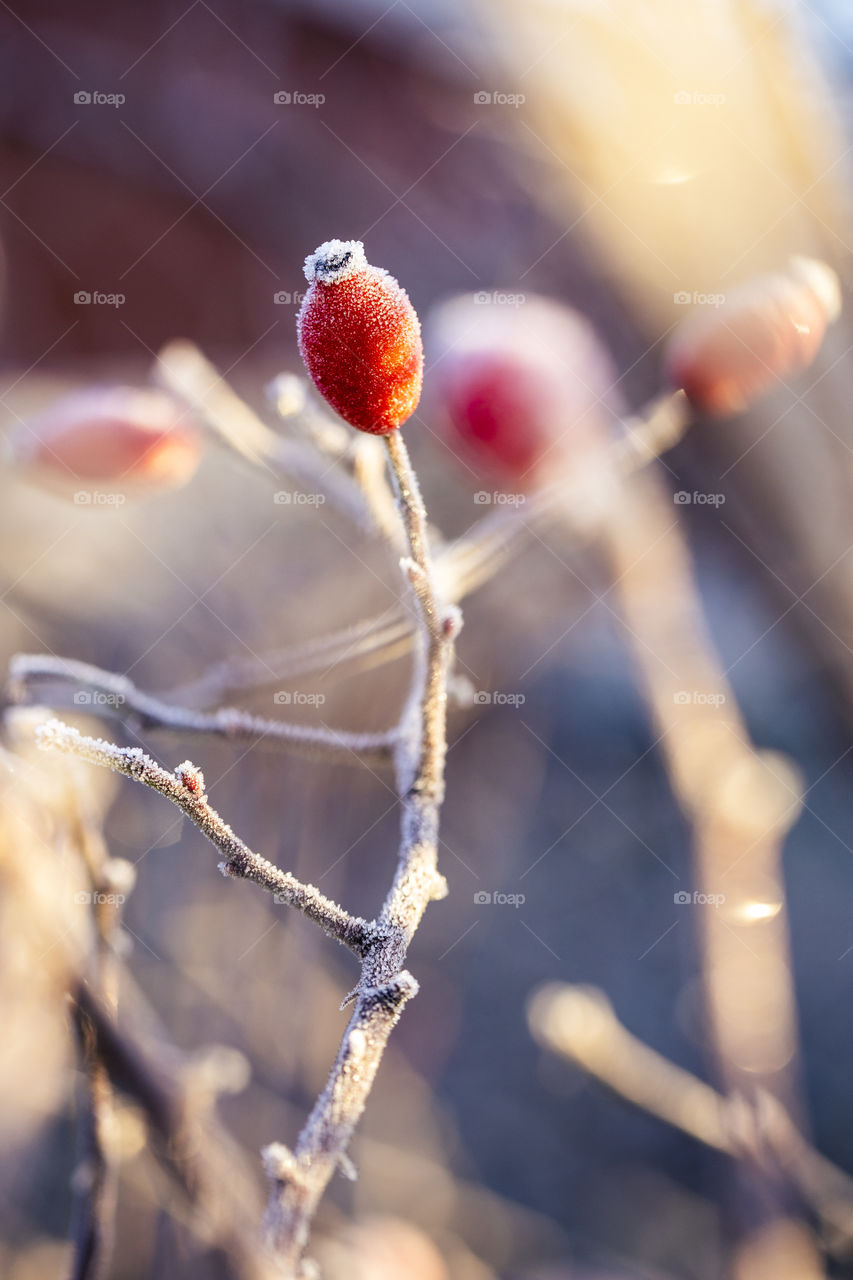 A closeup portrait of a red frozen rose hip, hep or haw fruit hanging on the top of a little twig of a rose bush.