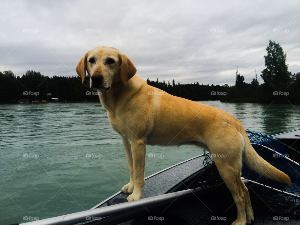 Yellow Lab Boat Ride. This yellow Labrador Retriever loves boat rides and fishing!