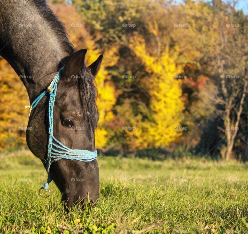 Horse in autumn