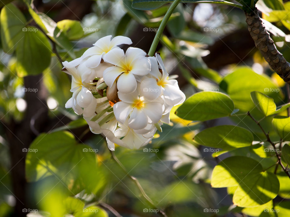 Frangipani flowers blooming at Outdoors