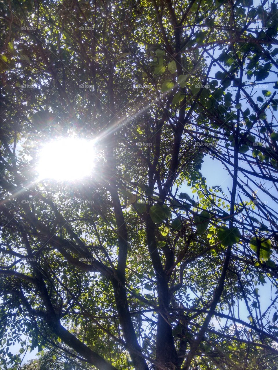 Sun in the middle of the trees