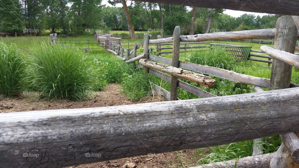 Old Ranch Fence