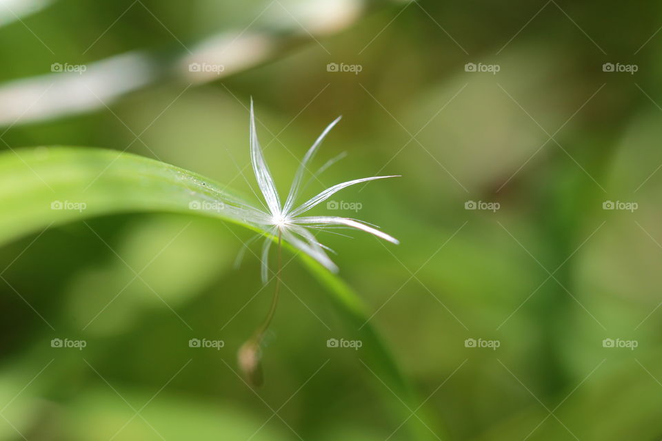 Dandelion Feather