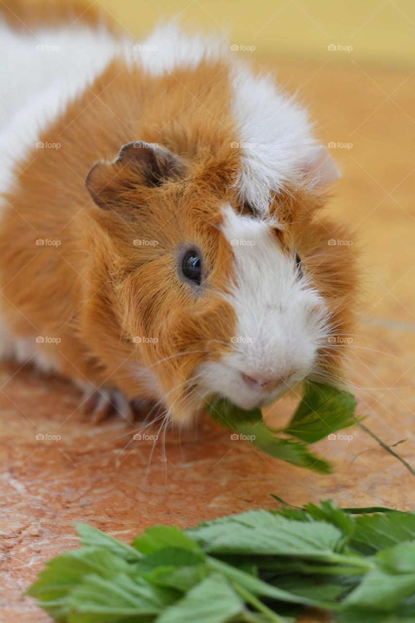 guinea pig pet eating green leaves, dinner time