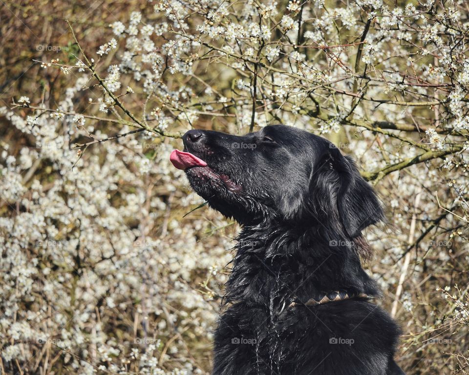 Side view of hovawart against spring blossoms