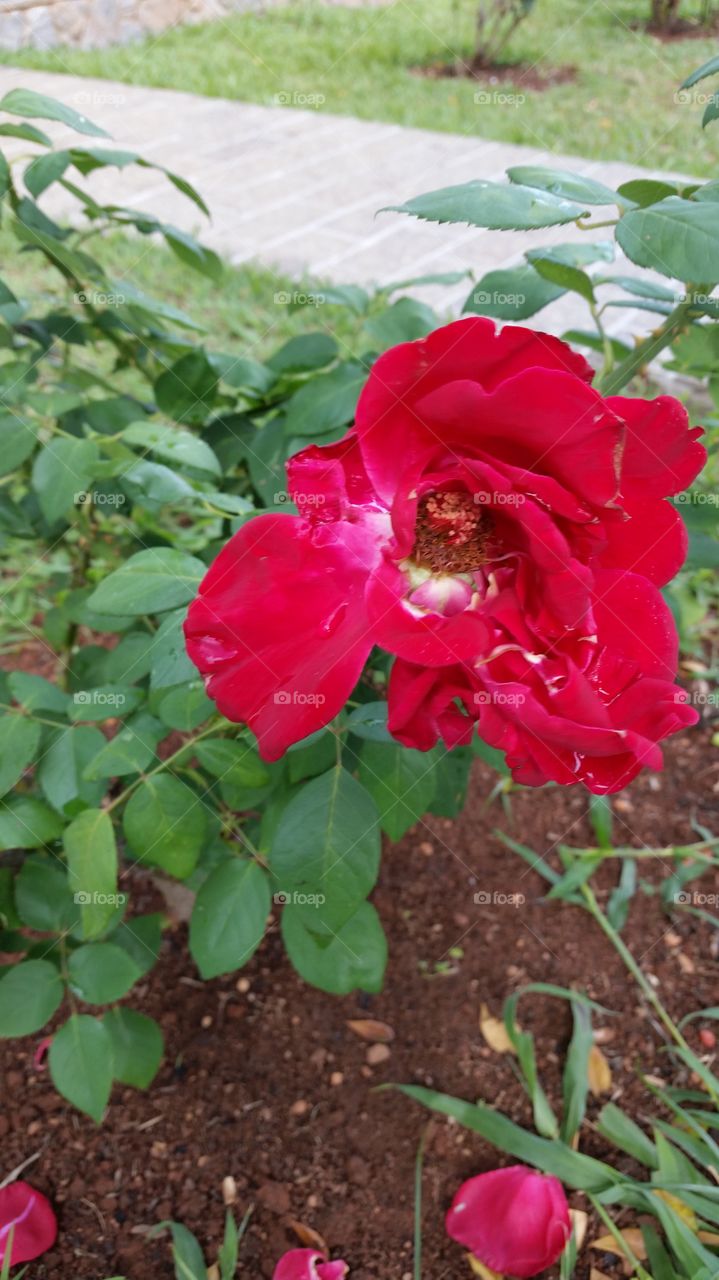 Rosa