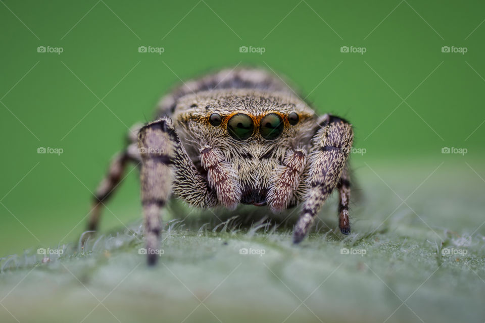 Jumping spider like Crab