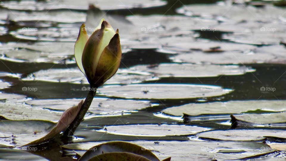 Water flower blossoming