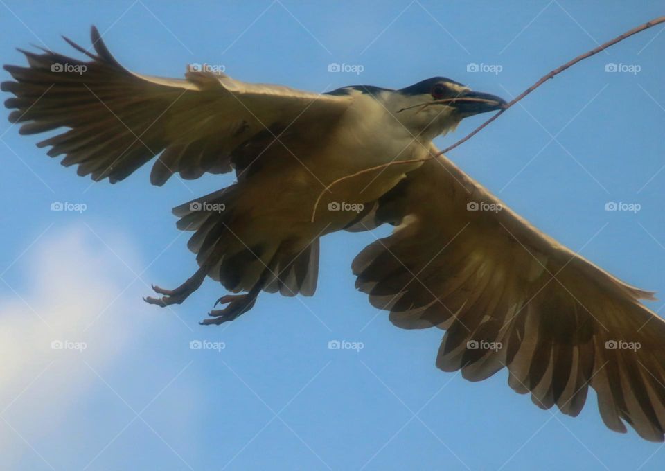 Black-crowned Night Heron with Twigs fir Nest