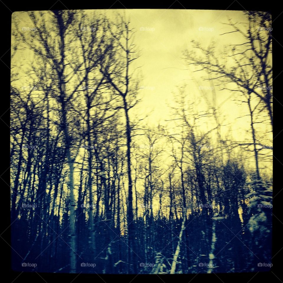 Framed Winter