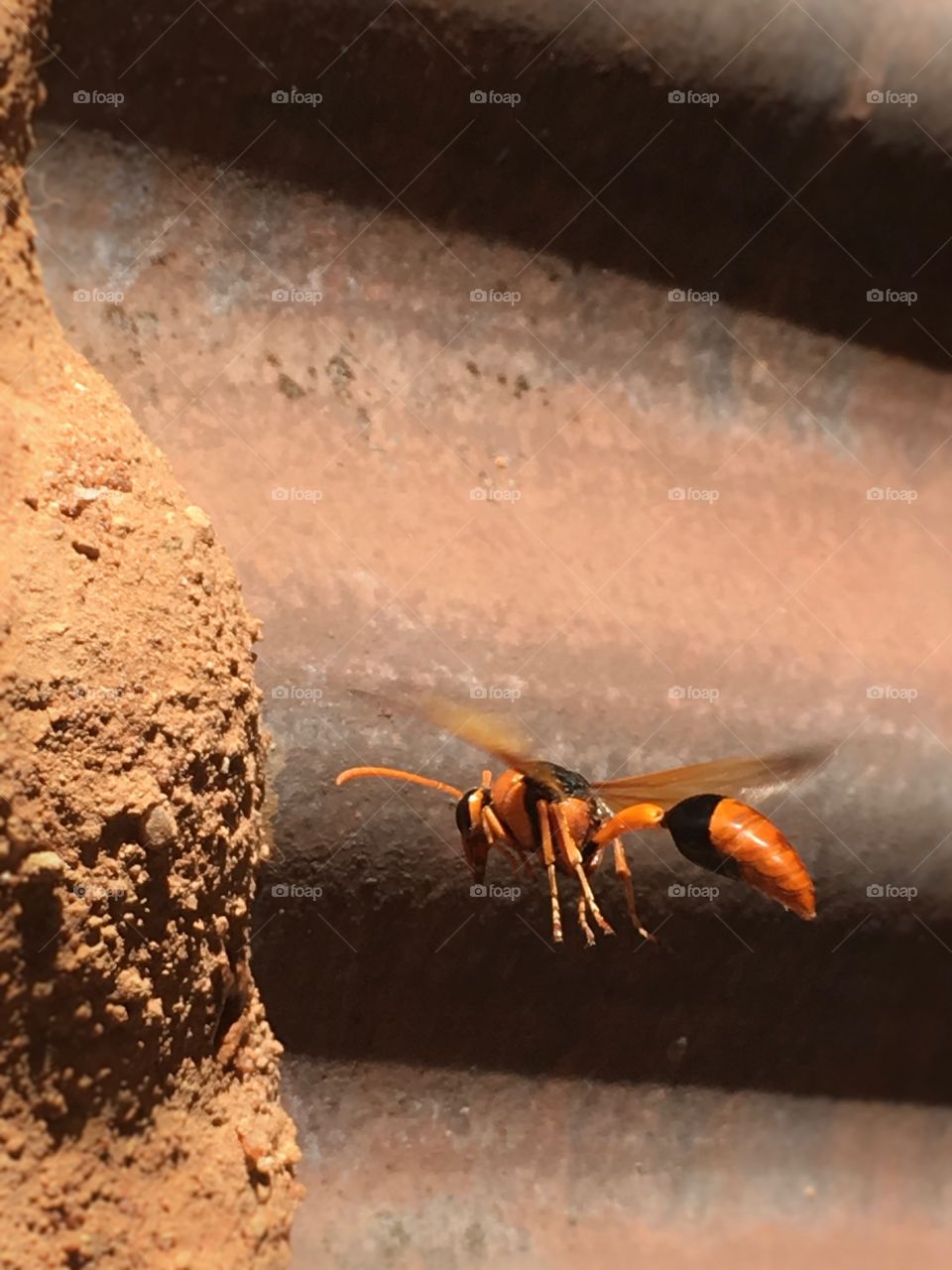 Large wasp in flight hovering by its nest 