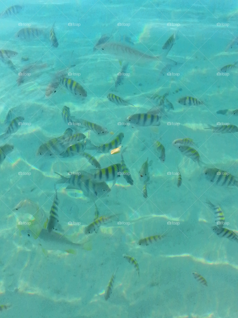 Fishys Everywhere!. Cute Fishys in Clear Blue Underwater Picture