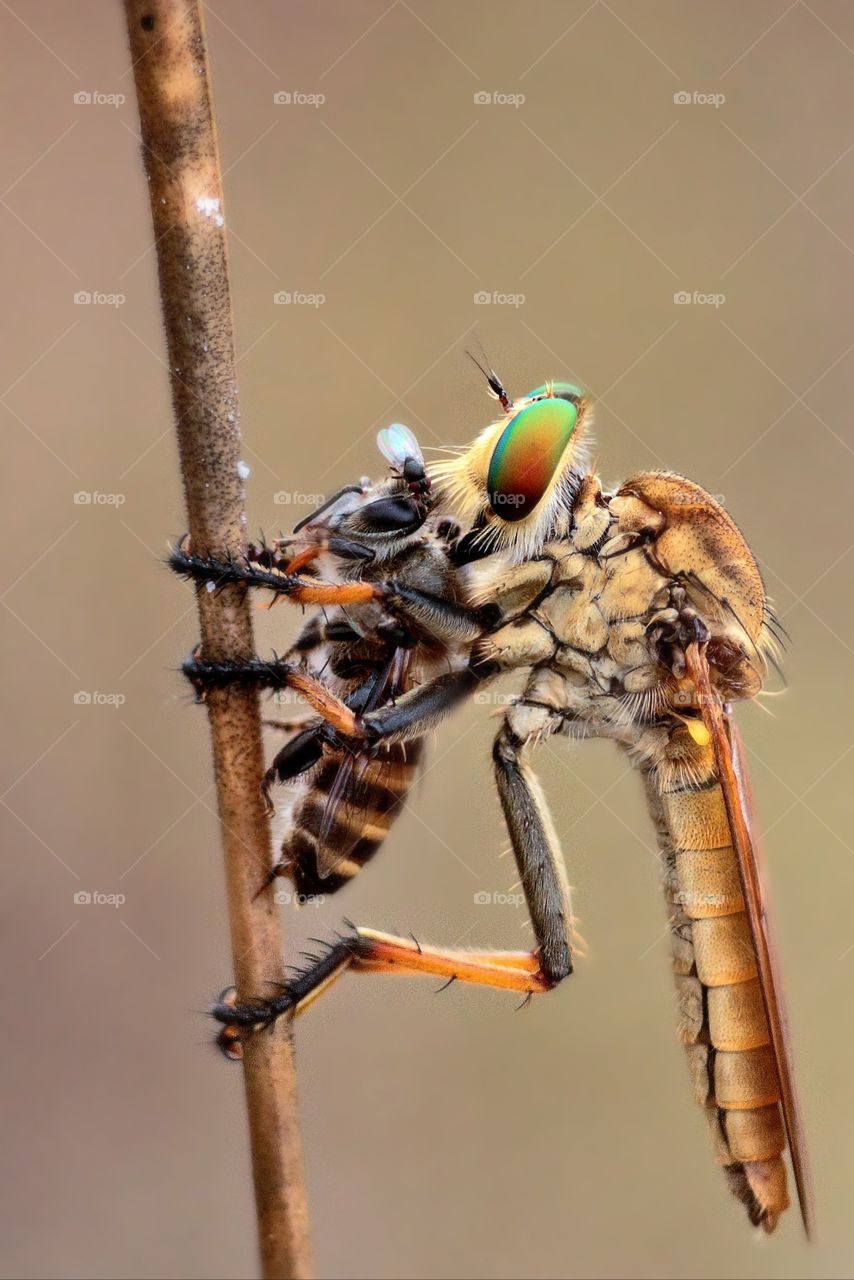 robberfly eating a bee.