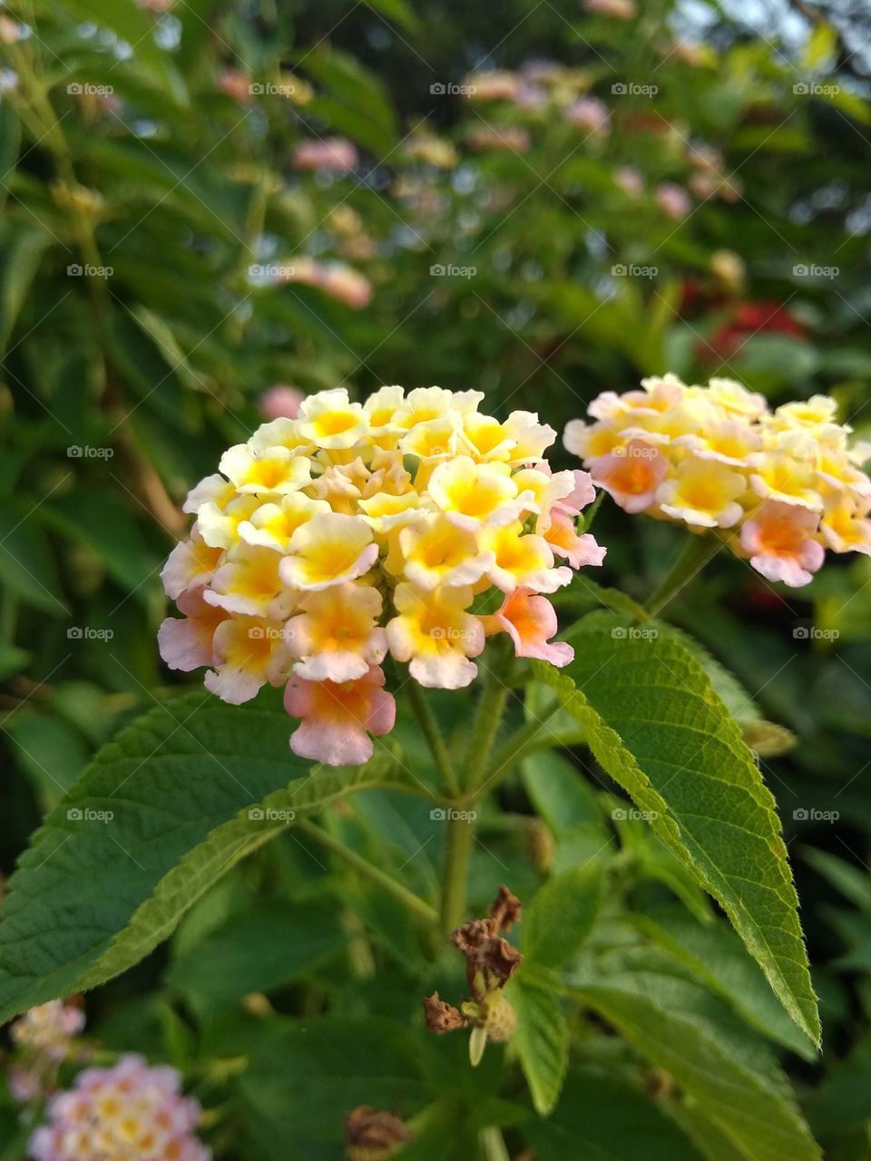 green leaf and flowers