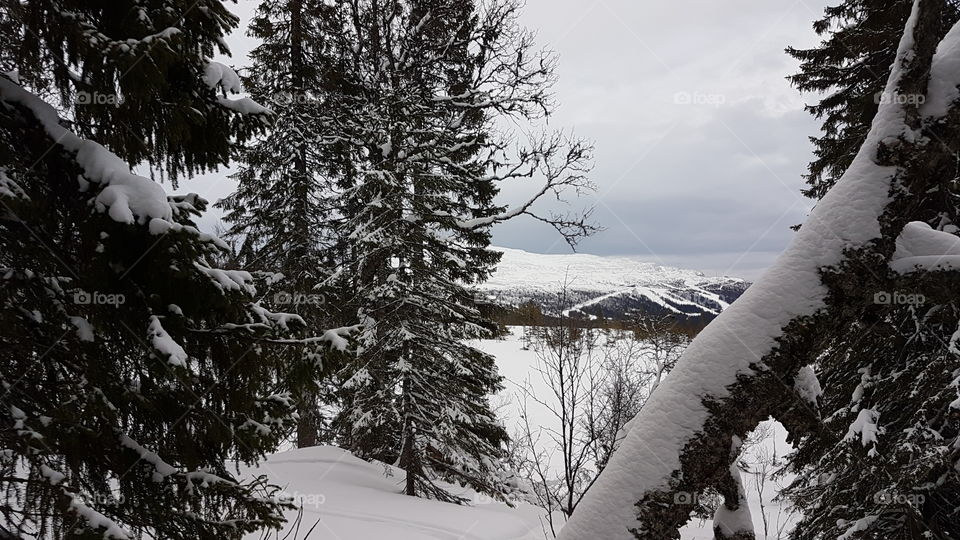 Snowcapped trees on the mountain