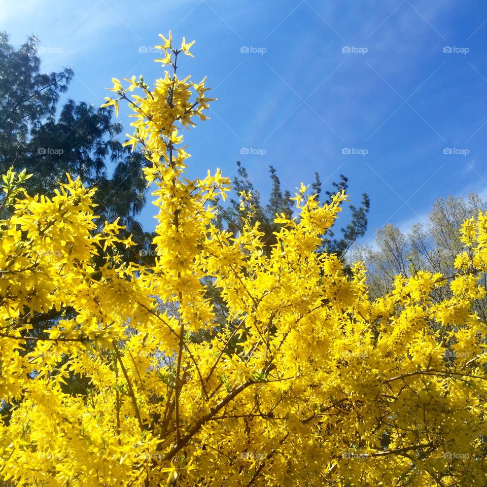 Central Park spring . Yellow trees in Central Park 