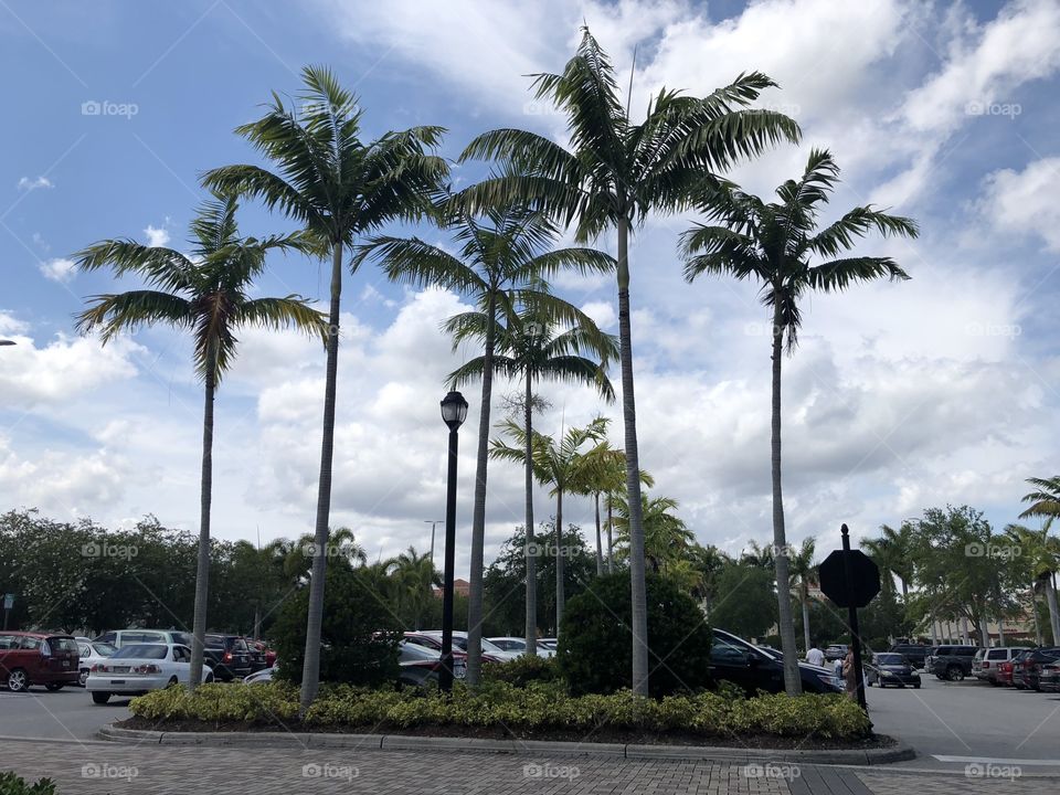 Día soleado con palmeras 