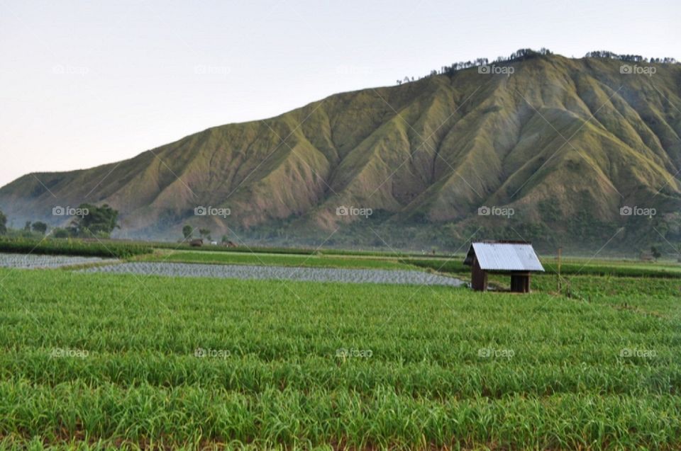 Mountain in the morning. It is located in Sembalun,  east lombok, west nusa tenggara