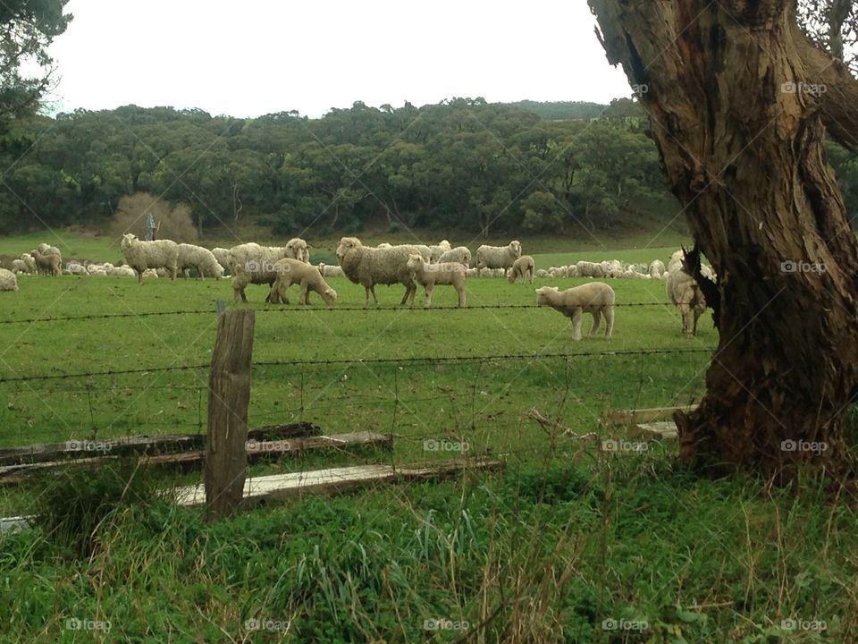 Australian sheep meadow on overcast day. Australian sheep meadow on overcast day
