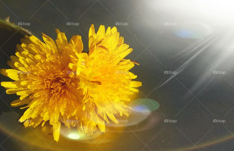 Rare double bloom dandelion