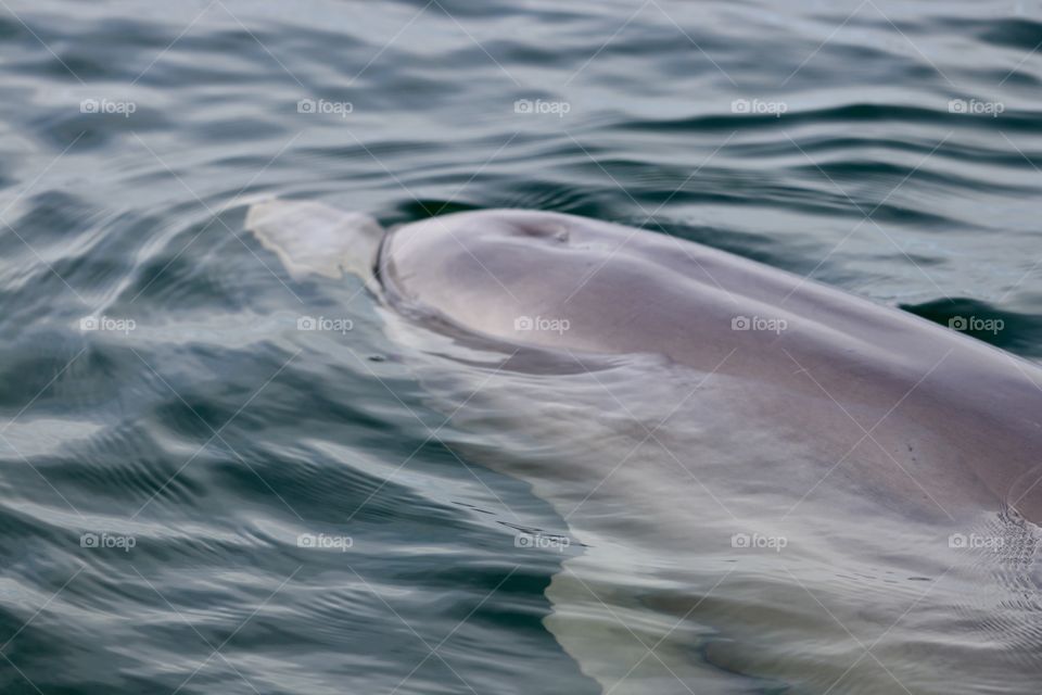 Dolphin closeup swimming through water 