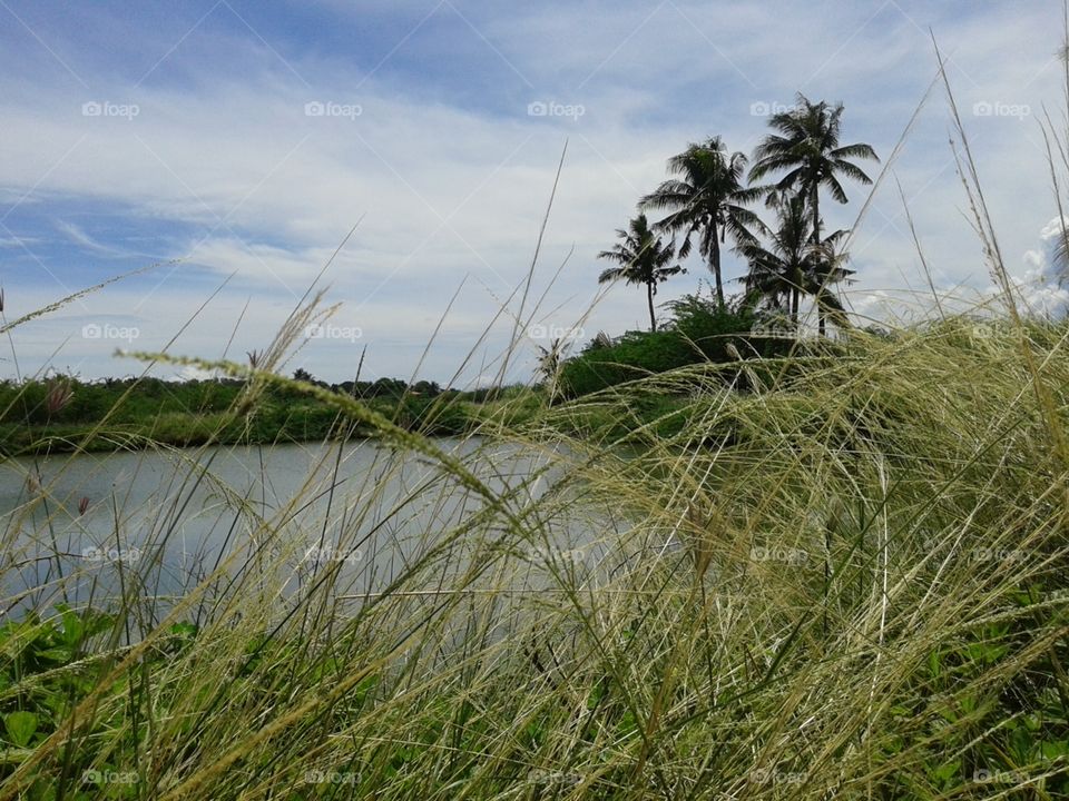 Grass and Lake
