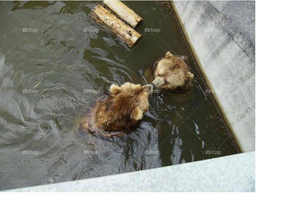 Bears in Riga Zoo
