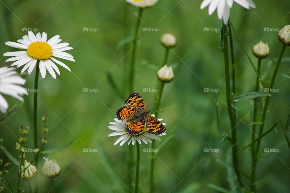Butterfly in the field 