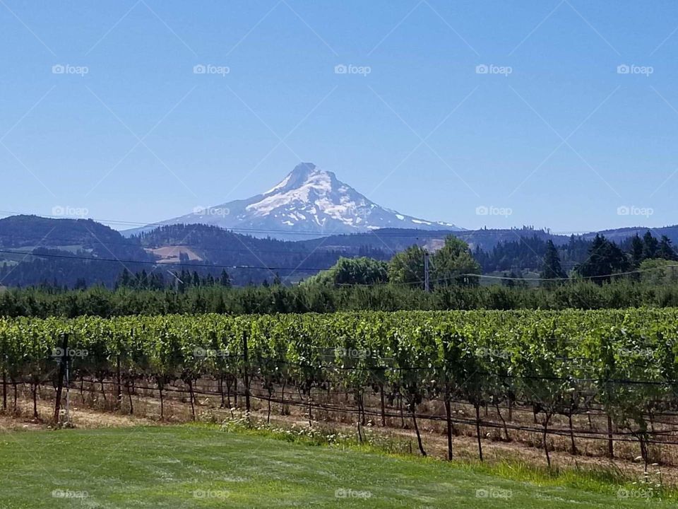 mountain beyond the grapes