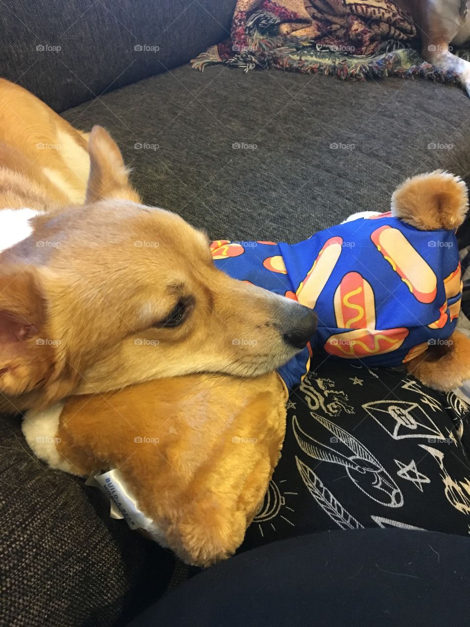 Corgi laying on corgi toy funny hotdog sleepy puppy dog