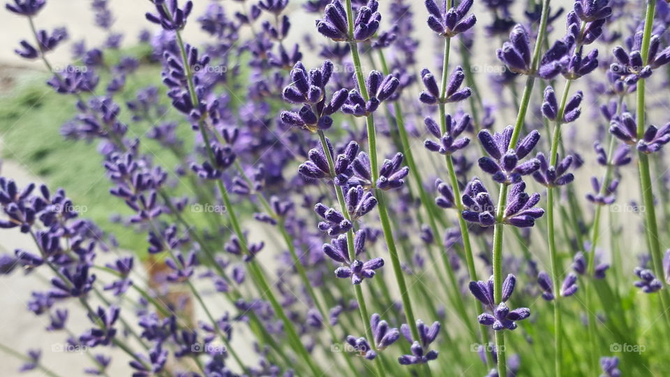 lavender