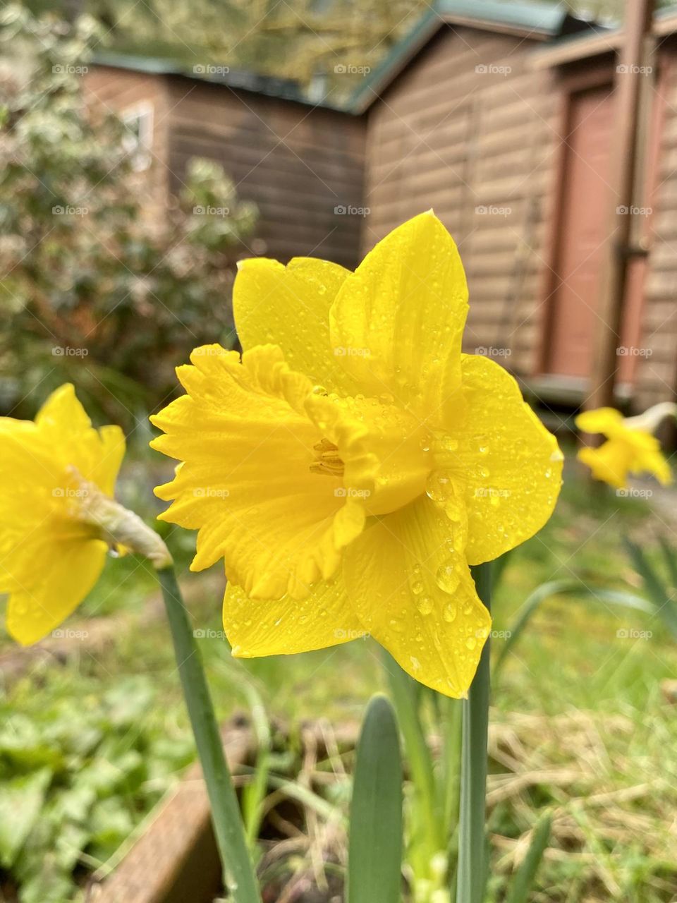 Yellow daffodil 