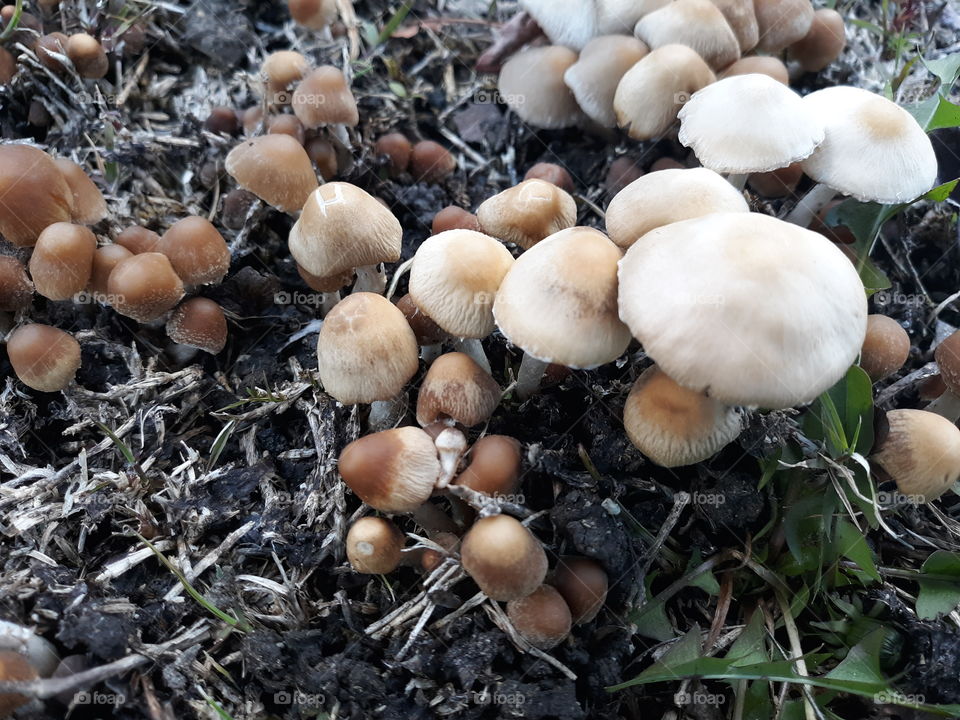 Mushrooms