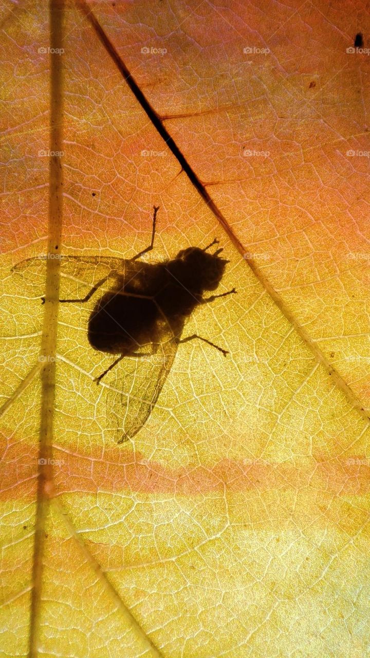 Leaf from underneath, fly shadow