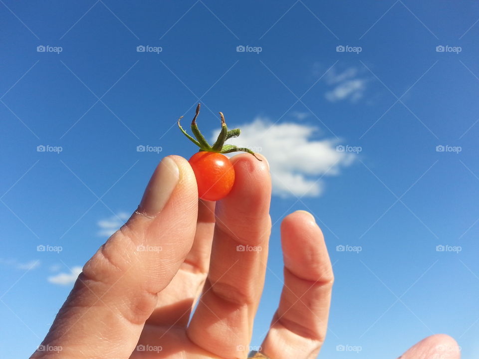 tomatoe. hand