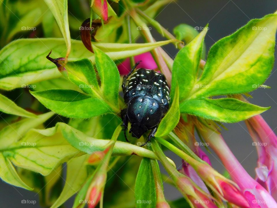 John, Paul, George or Ringo?