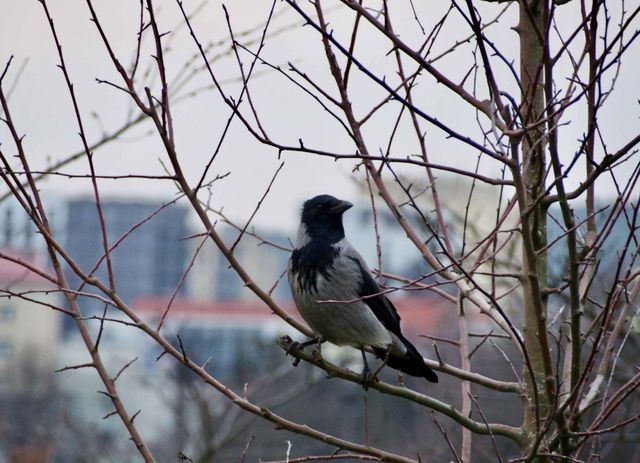 Crow