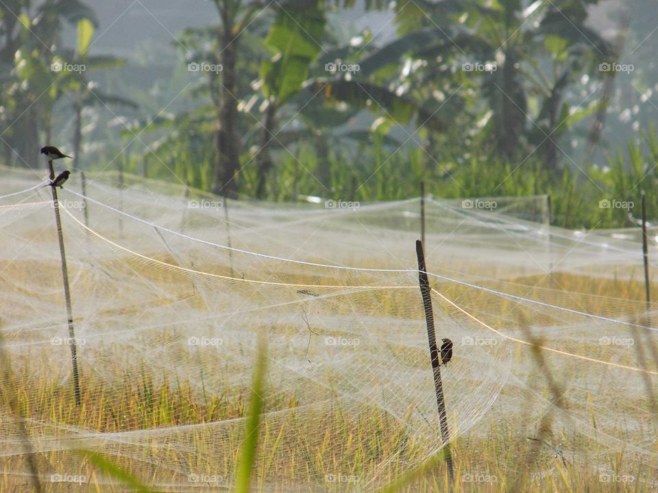 bird in the middle of the rice plant trap