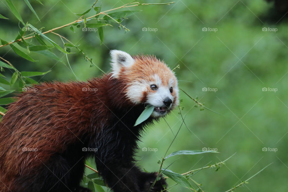 a red panda eating his bamboo