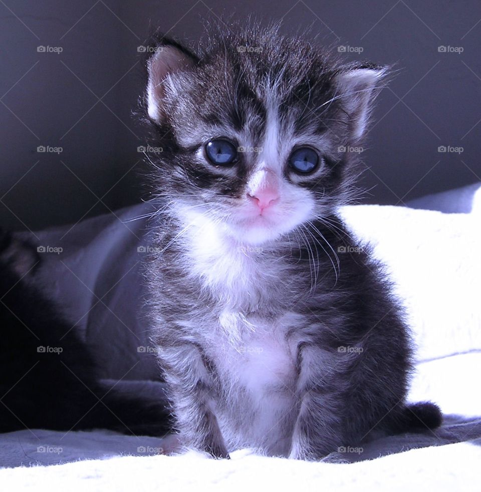 Baby. Tabby shelter kitten 