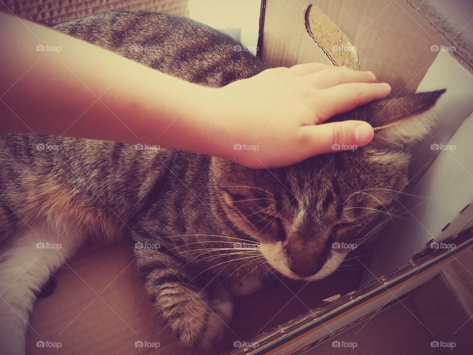 Petting . Petting a cat