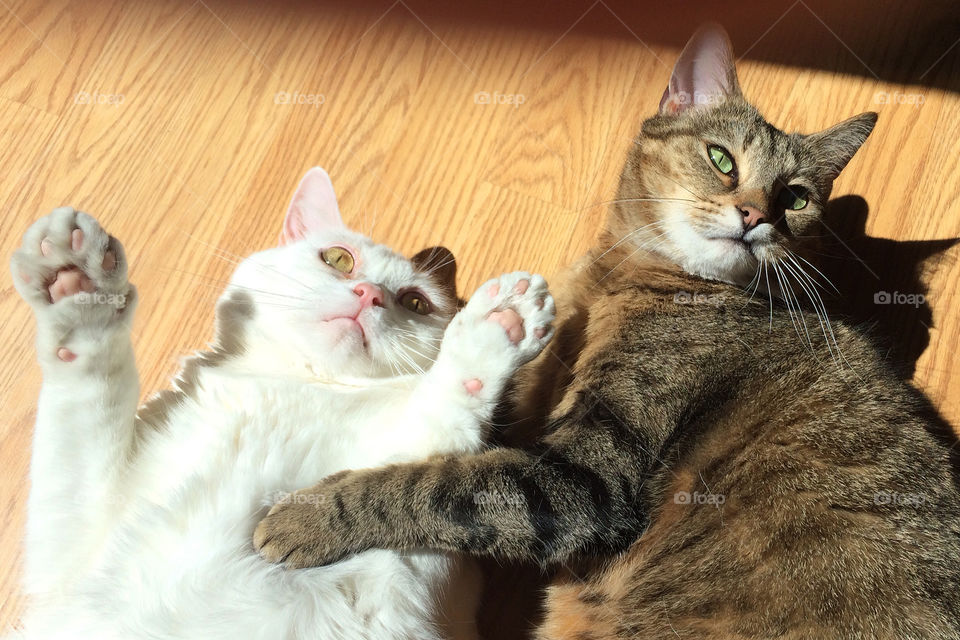 Kitty Friends, two cats laying together on the floor