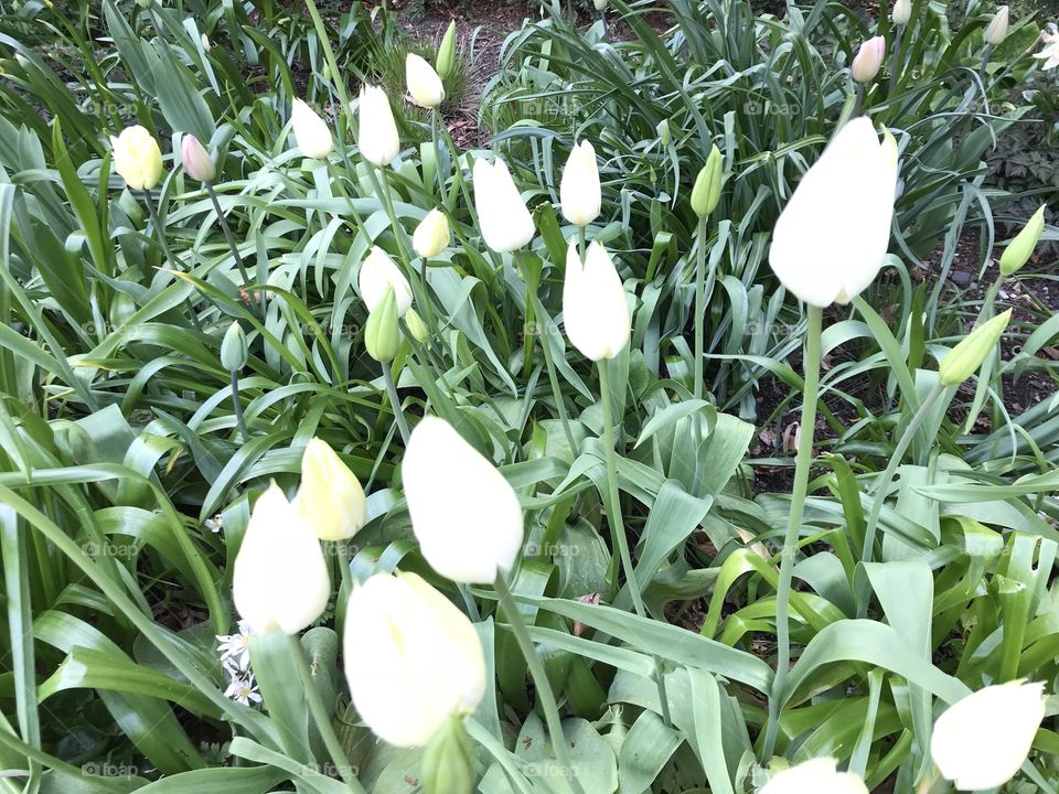 Cream colored tulips are present here, giving an impression of little white candles, delightful.