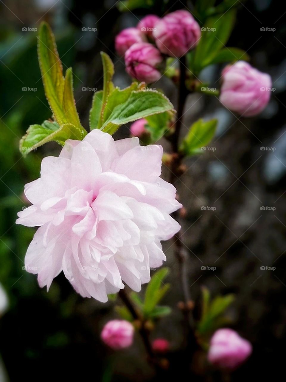 Pastel Pink Flower