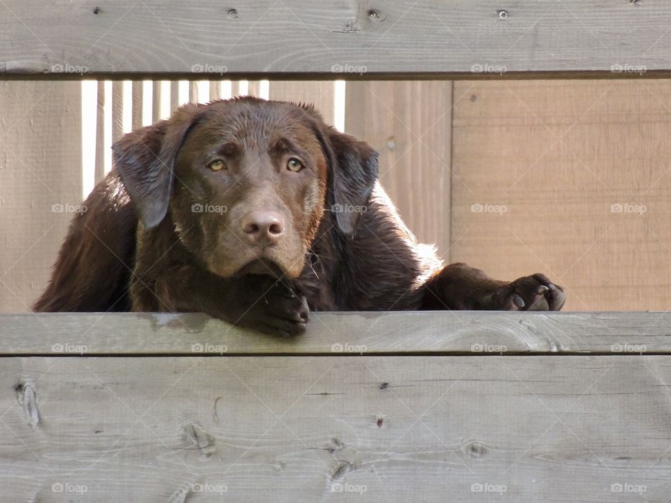 Chocolate Labrador laying down on a dark wooden porch deck looking out.