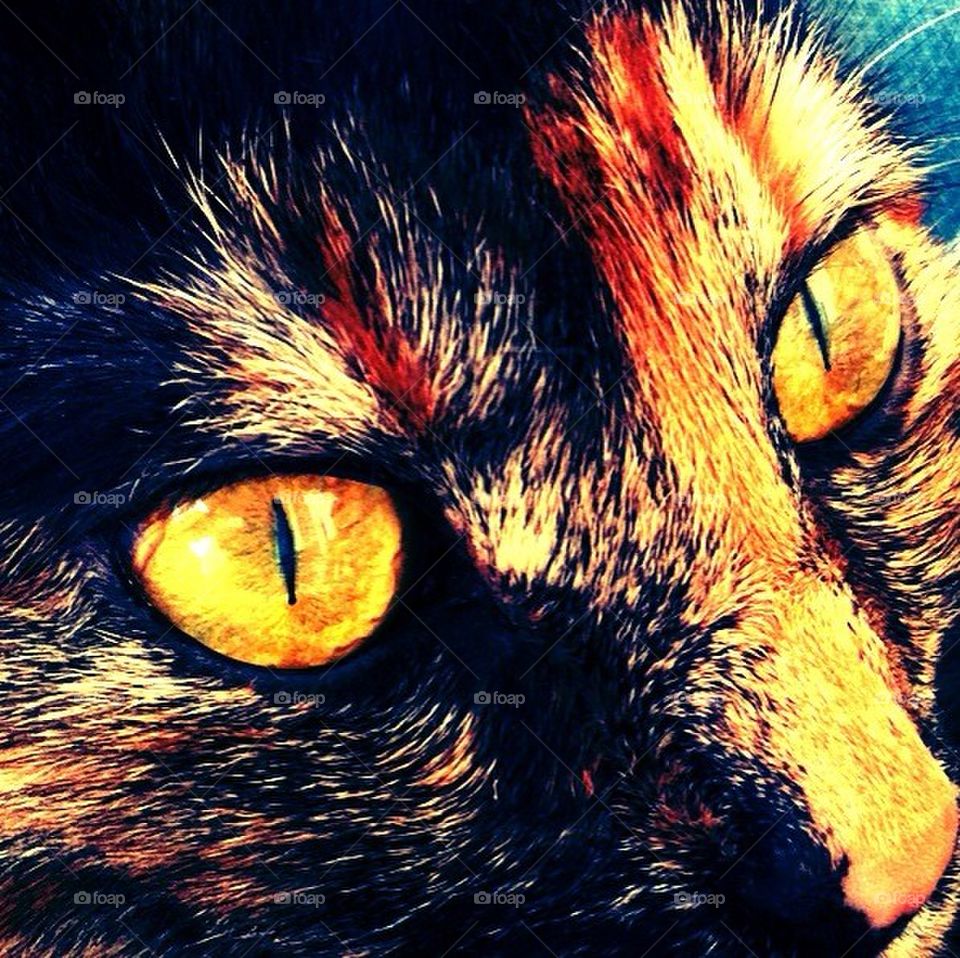 mycat gunnar by smartini65